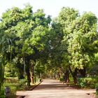 Allée des MAnguier dans le parc national du MAli