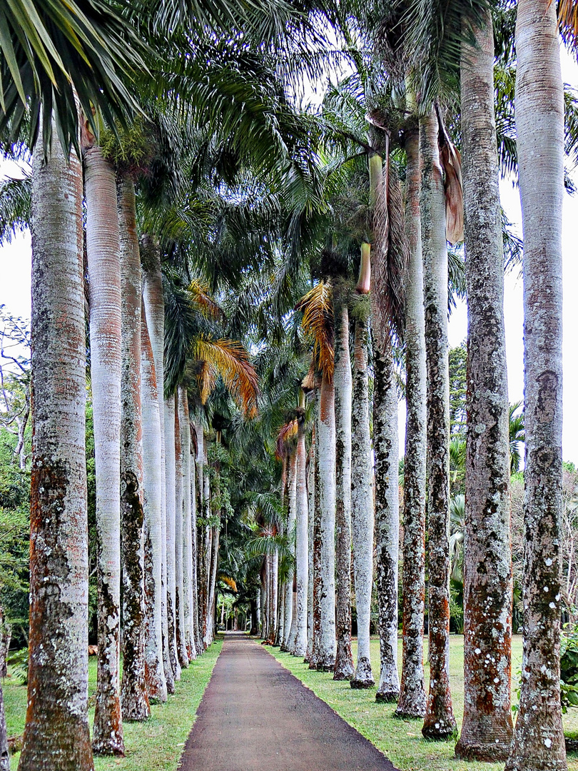 allée des palmiers royaux