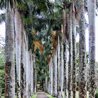allée des palmiers royaux