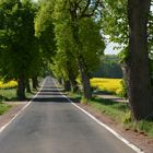 Allee eingerahmt von Rapsfeldern