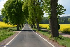 Allee eingerahmt von Rapsfeldern