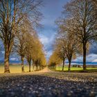 Allee Einsiedel bei Tübingen 