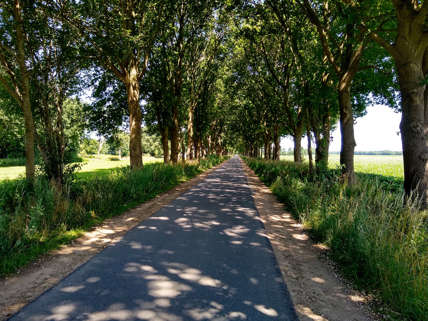 Allee (fast) ohne Autos