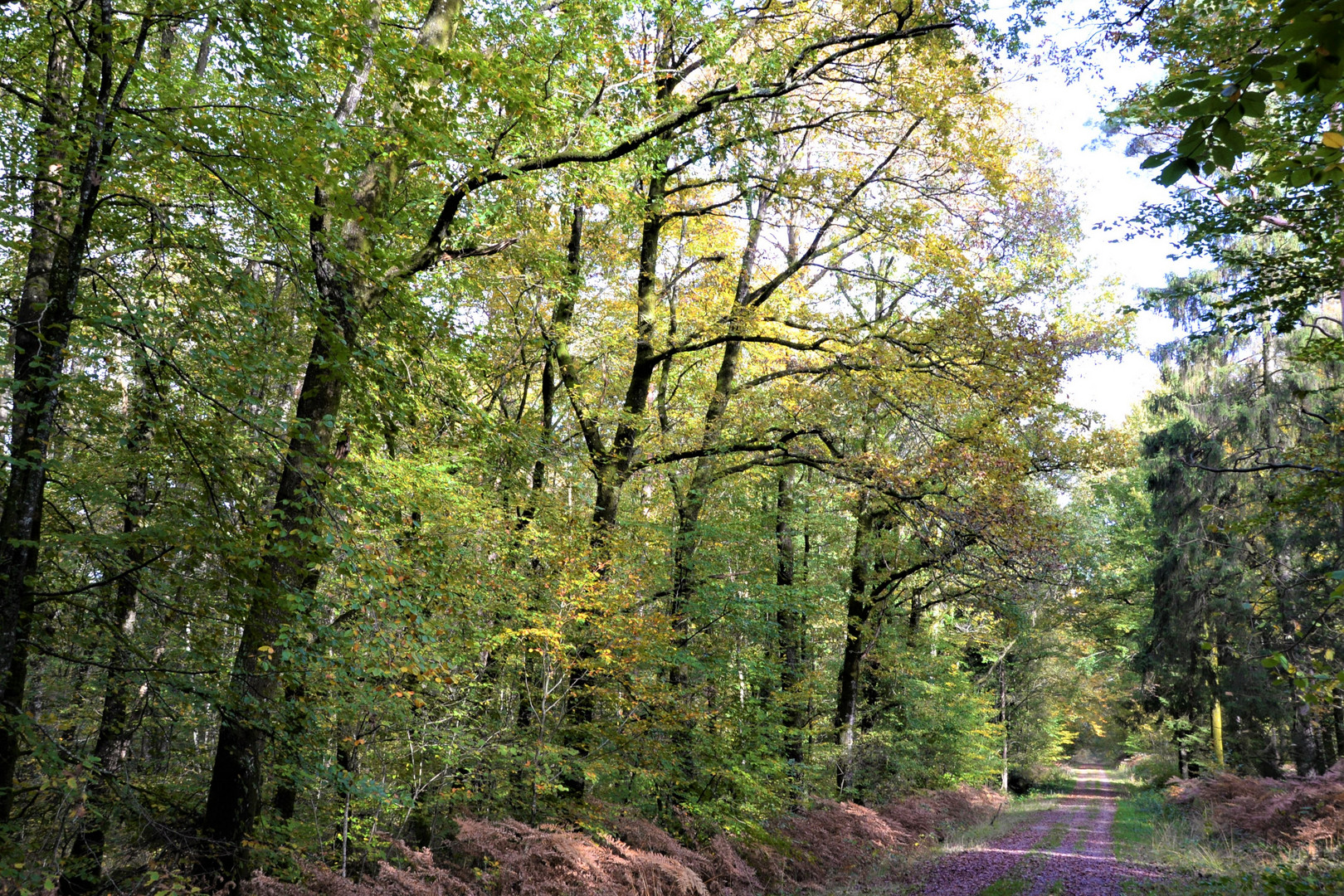 Allée forestière