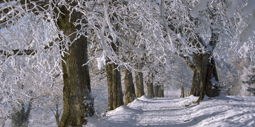 Allee Freudenberg St. Gallen