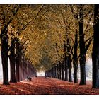 Allee Georgengarten im Herbst