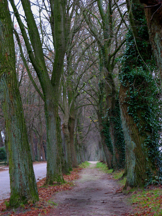 Allee II