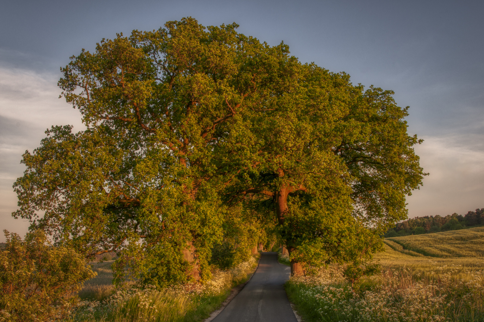 Allee im Abendlicht