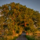 Allee im Abendlicht