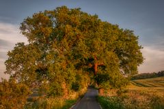 Allee im Abendlicht