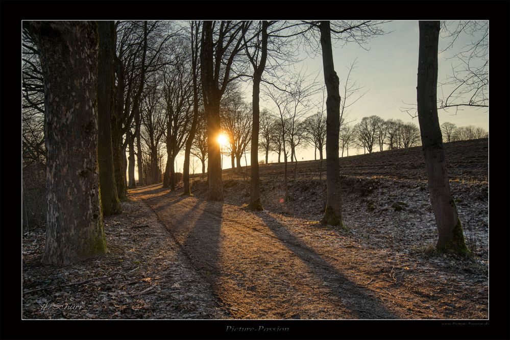 Allee im Abendlicht