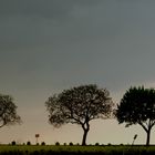 Allee im Abendlicht