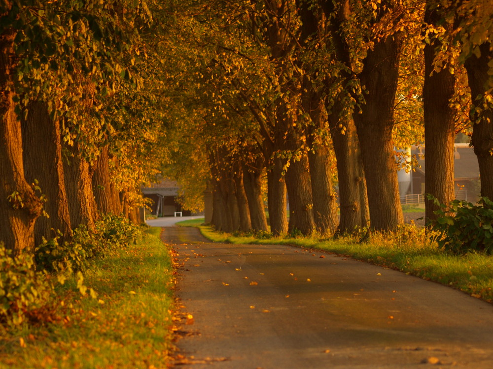 Allee im Abendlicht