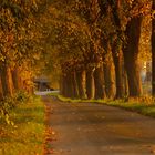 Allee im Abendlicht