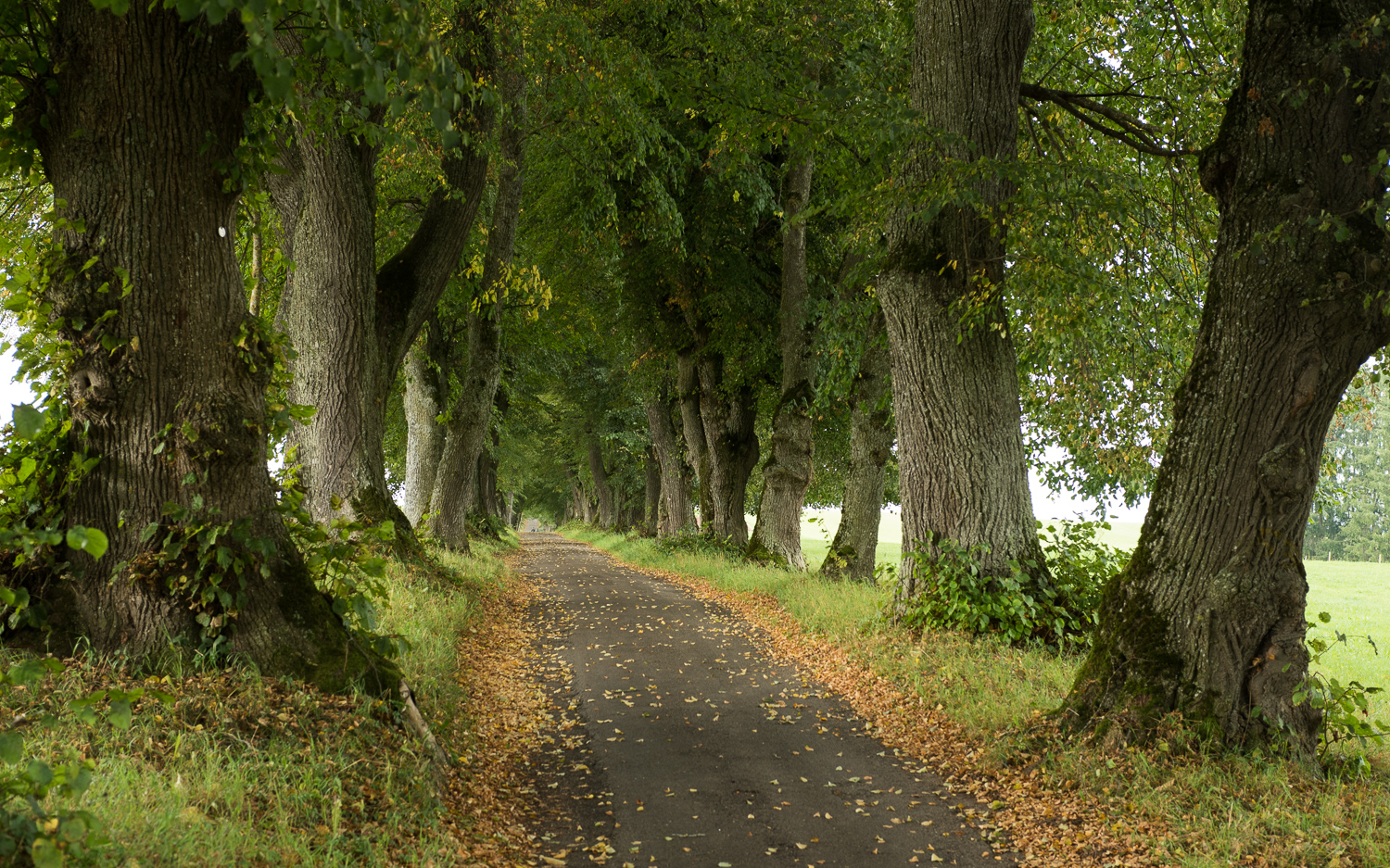 Allee im Allgäu