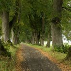 Allee im Allgäu