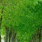 Allee im Bangsbo botanischen Garten