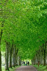 Allee im Bangsbo botanischen Garten