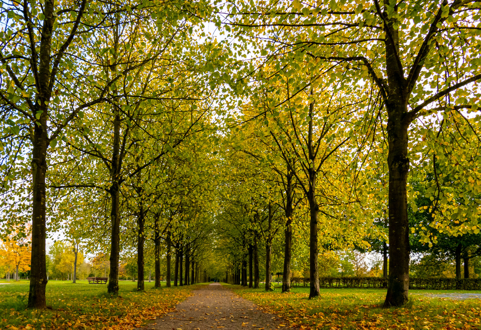 Allee im Baumpark Thedinghausen 