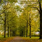 Allee im Baumpark Thedinghausen 