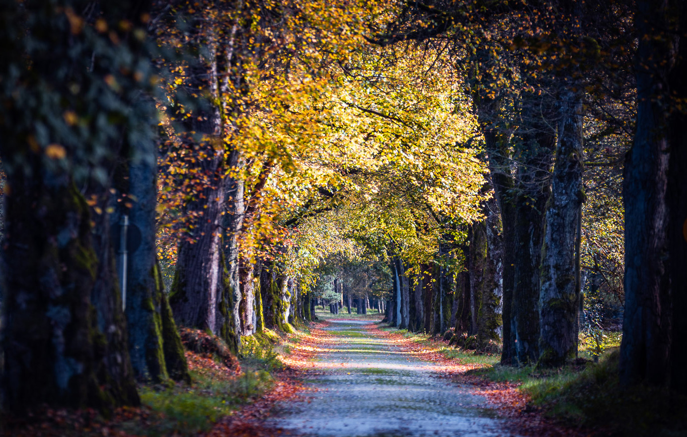 Allee im Blätterrausch