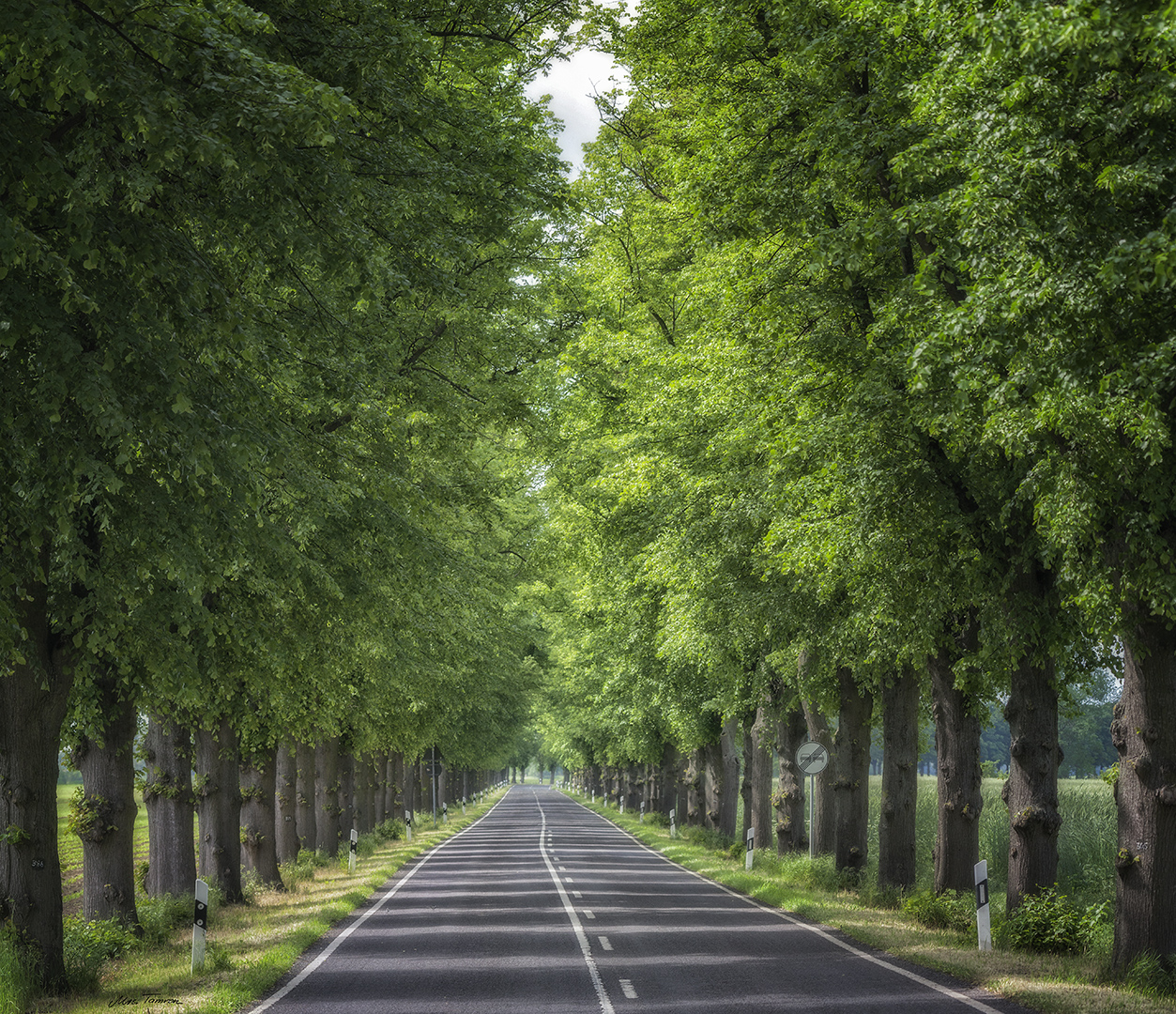 Allee im brandenburger Land .... 