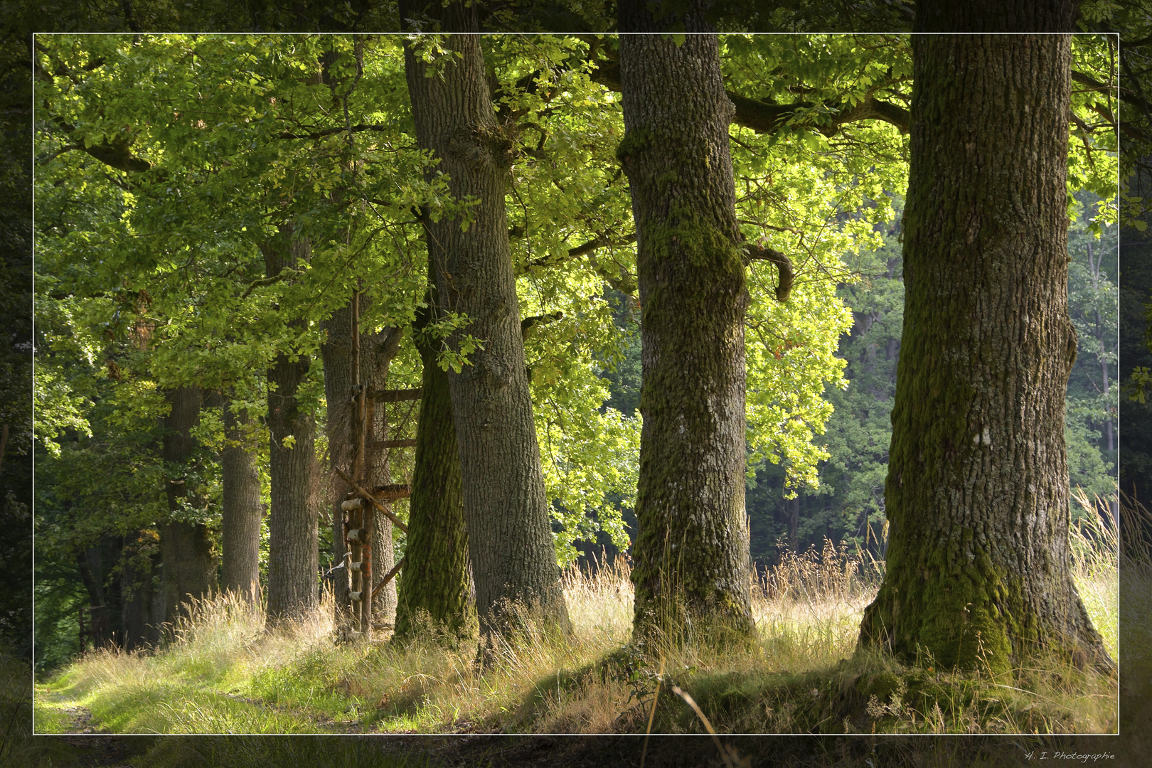 Allee im Büdinger Wald