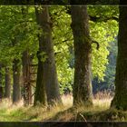 Allee im Büdinger Wald