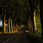 Allee im Elsass