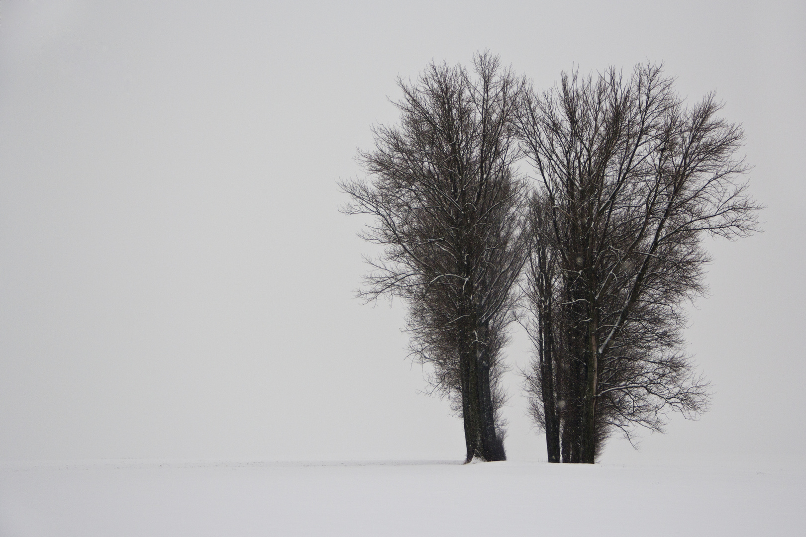 Allee im Feld