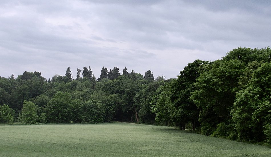 Allee im Früh-Licht I