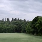 Allee im Früh-Licht I