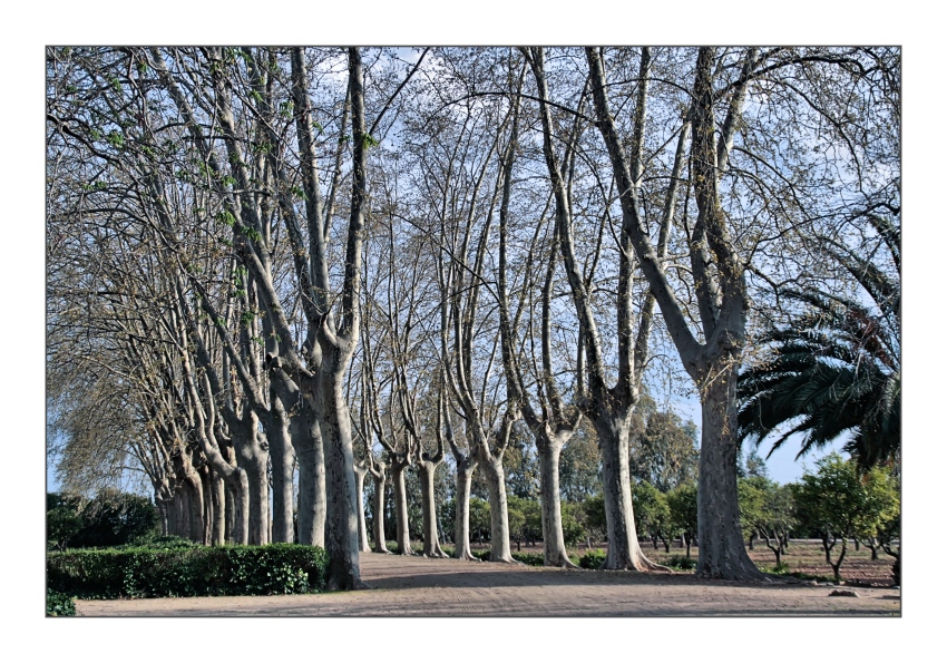 Allee im frühen Frühjahr