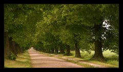 Allee im Frühjahr