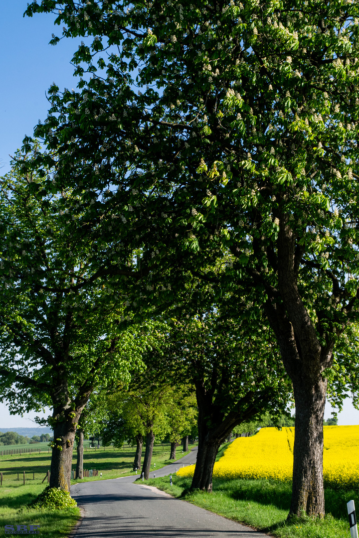 Allee im Frühling 02