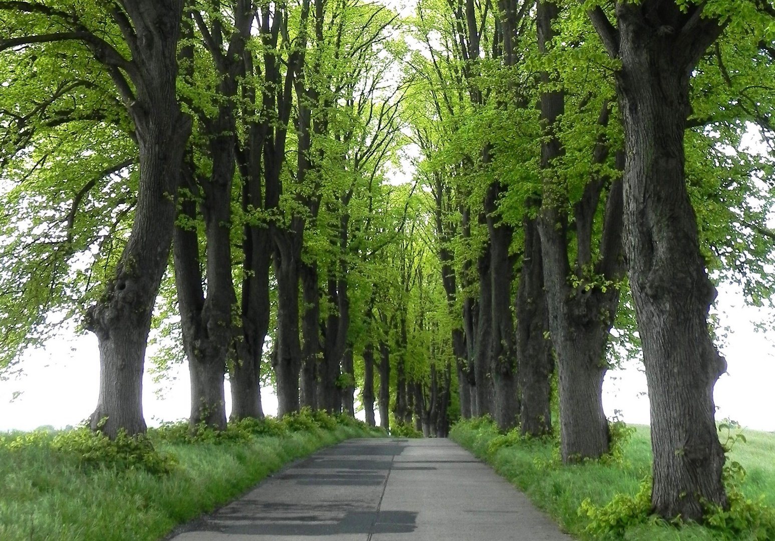 Allee im Frühling (1)