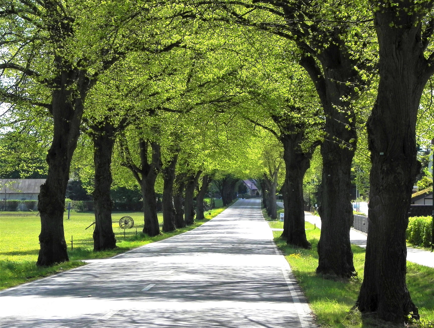 Allee im Frühling