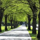 Allee im Frühling