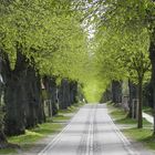 Allee im Frühling (2)