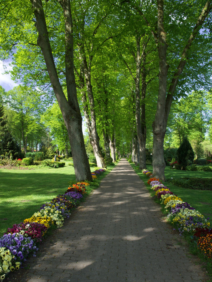 Allee im Frühling 2