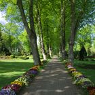 Allee im Frühling 2