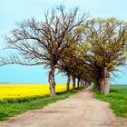 Allee im Frühling