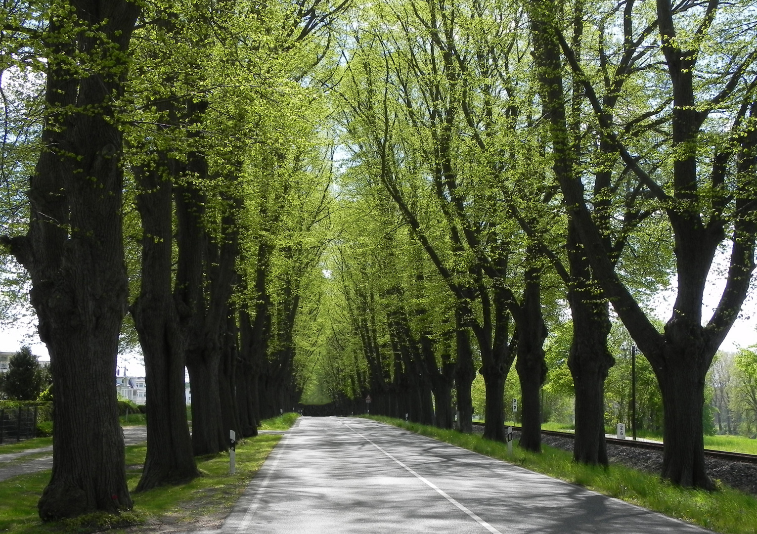 Allee im Frühling