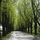 Allee im Frühling