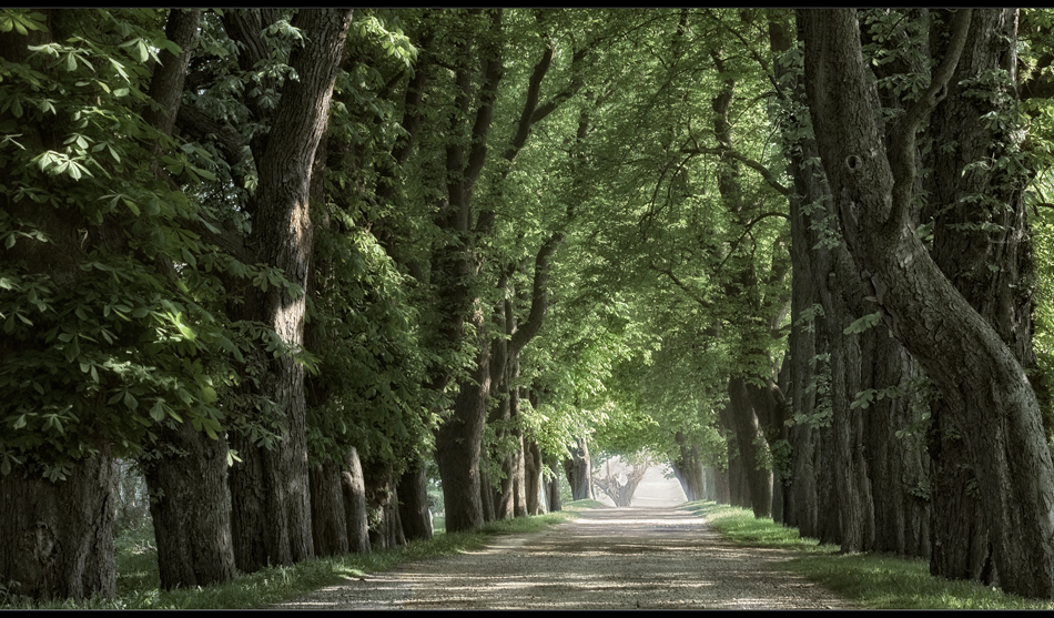 Allee im Frühling