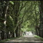 Allee im Frühling