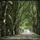 Allee im Frühling