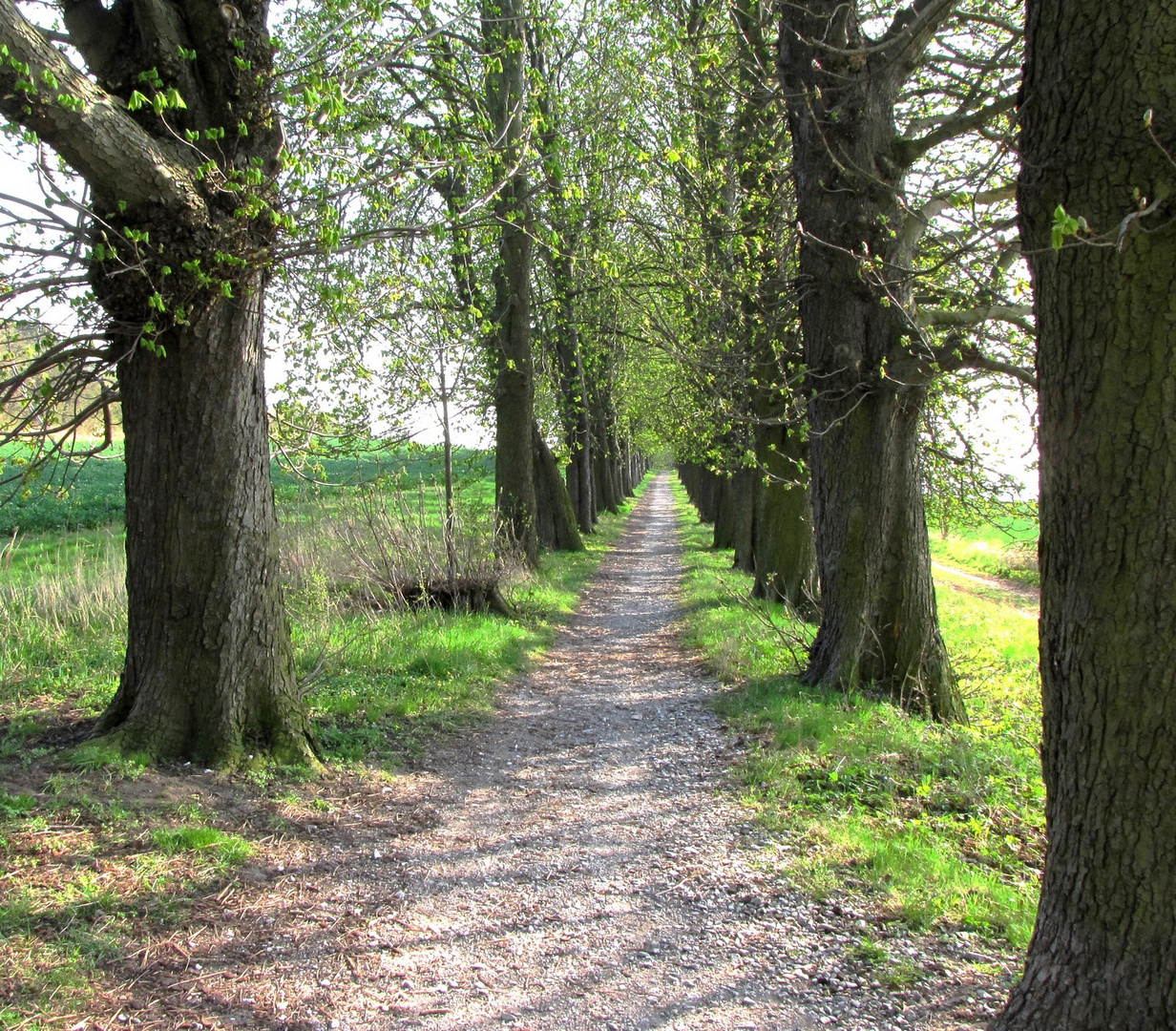 Allee im Frühling