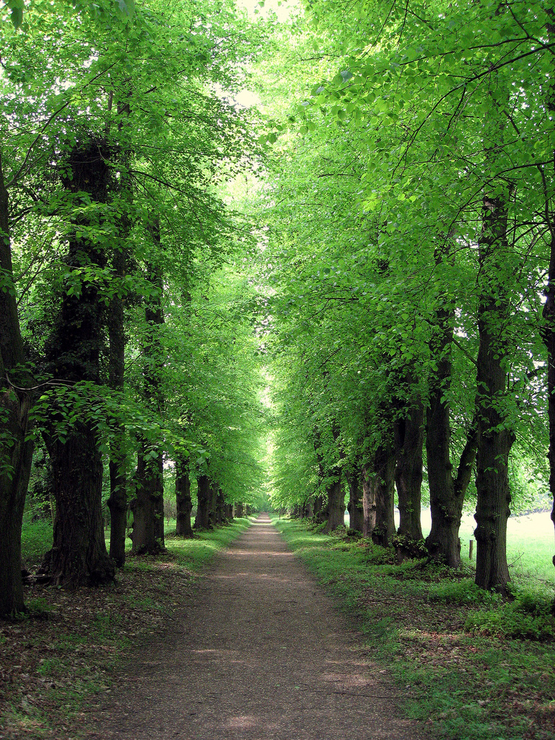 Allee im Frühling