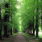 Allee im Frühling